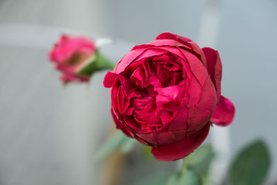 Close-up of red rose blooming outdoors