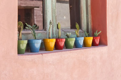 Potted plants on window sill