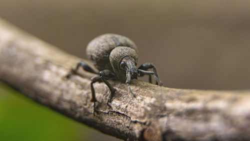 Macro photography of bug on tree