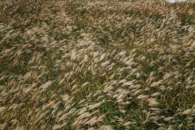 Full frame shot of grass in field