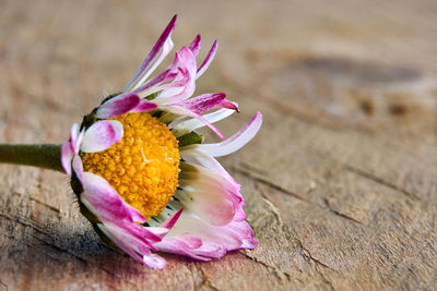 Close-up of pink flower on wood