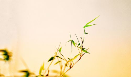 Close-up of insect on plant