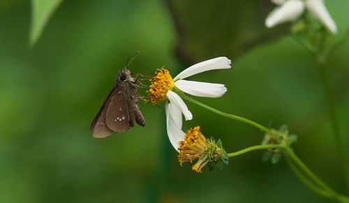 Close-up of butterfly pollinating on flower