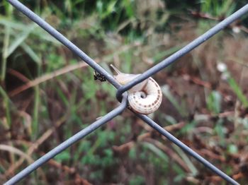 Close-up of a lizard on metal fence