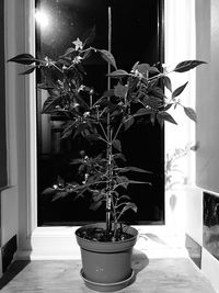 Close-up of potted plant on table at home