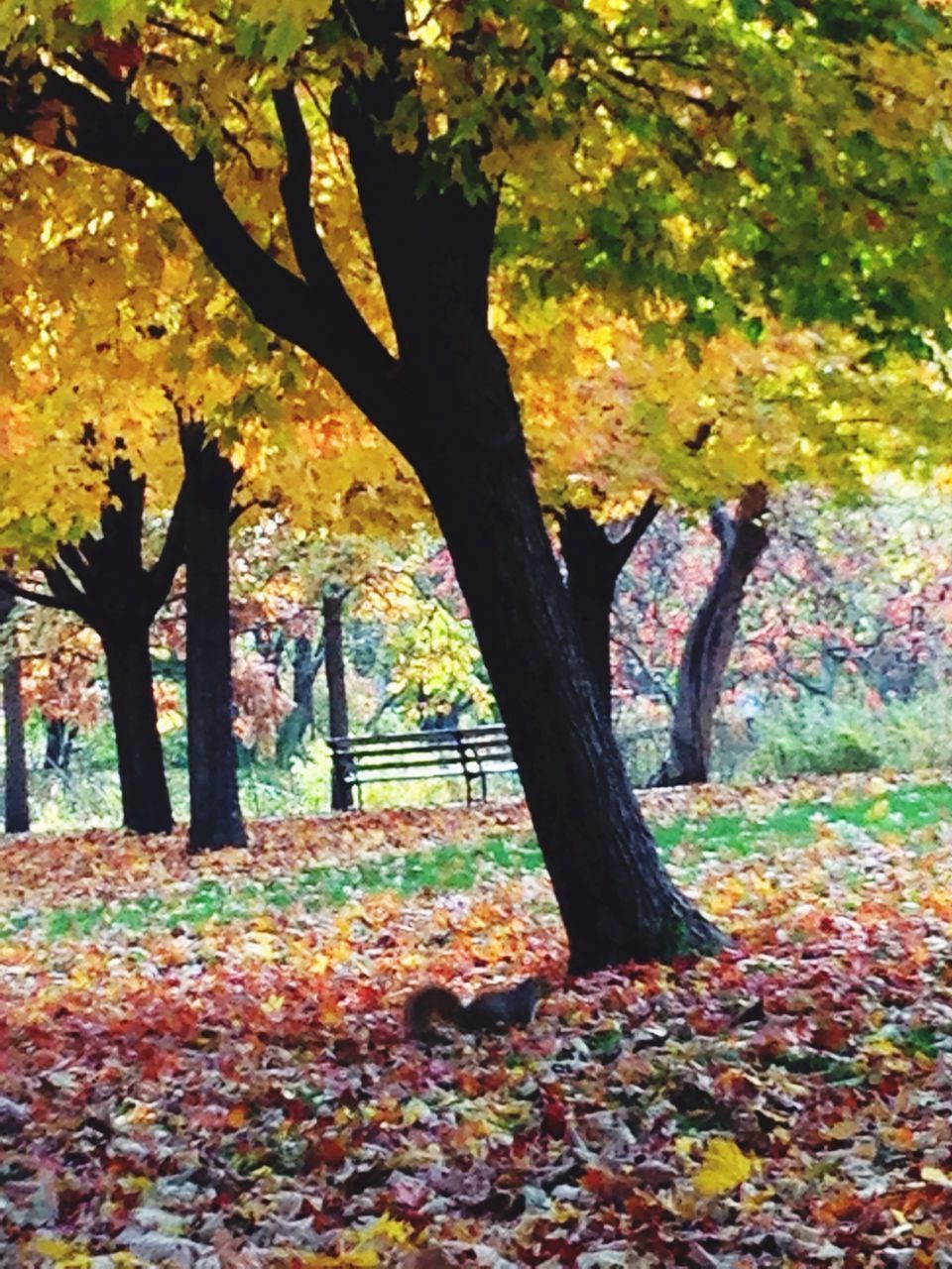 tree, autumn, change, season, leaf, tree trunk, tranquility, nature, beauty in nature, growth, tranquil scene, fallen, scenics, park - man made space, landscape, orange color, falling, leaves, field, forest