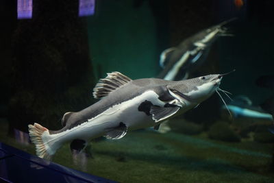 Fish swimming in aquarium