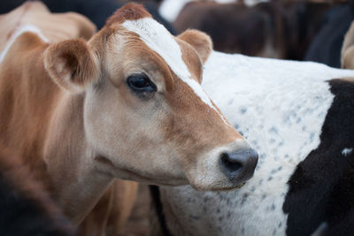 Close-up of a cow