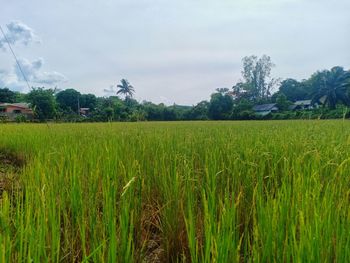 Scenic view of agricultural field against sky