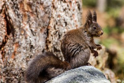 Close-up side view of a squirrel against branch
