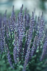 Close-up of purple flowering plant