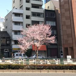 Flower tree in city