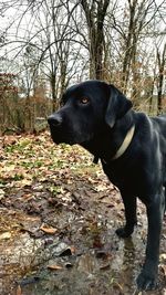 Black dog looking away