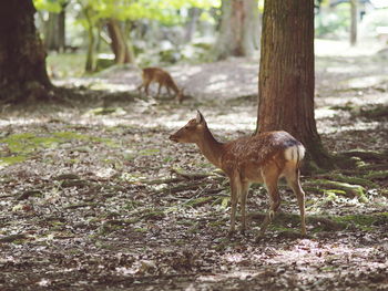 Deer in forest