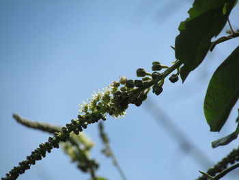 Low angle view of flower tree against sky