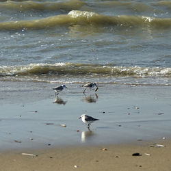 Seagulls on beach