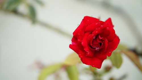 Close-up of red rose blooming outdoors