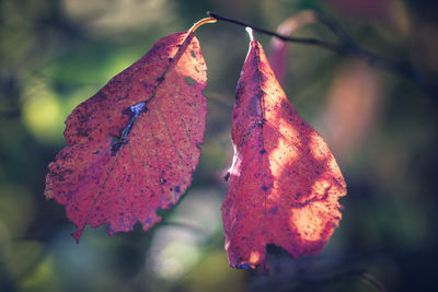 Close-up of dry autumn leaves