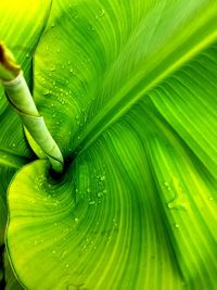 Full frame of water drops on leaf