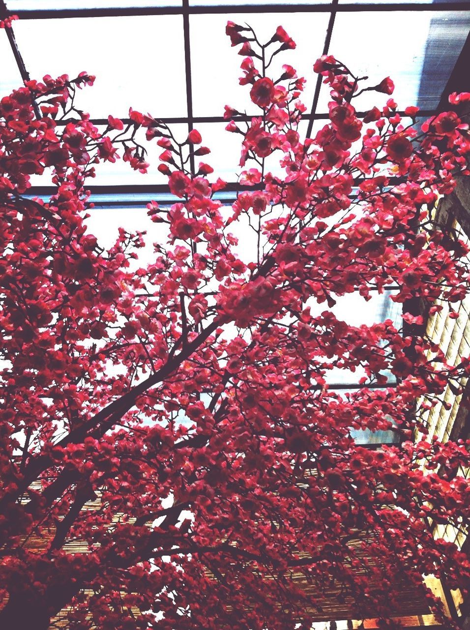 low angle view, tree, flower, branch, growth, building exterior, built structure, red, architecture, freshness, nature, pink color, clear sky, blossom, day, outdoors, beauty in nature, fragility, no people, cherry tree