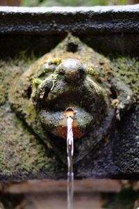 Close-up of turtle in water