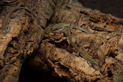 Close-up of lizard on rock