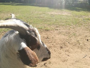 Close-up of horse grazing on field