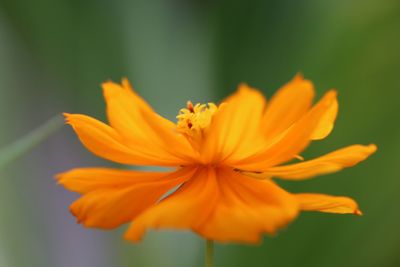 Close-up of orange flower blooming outdoors