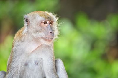 Long tailed macaque monkey