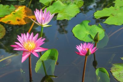 High angle view of lotus water lily in pond