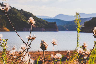 Close-up of wilted plant by sea against sky