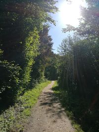 Dirt road passing through forest