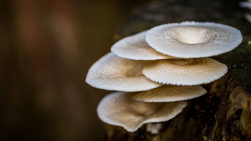 Close-up of mushroom growing on land