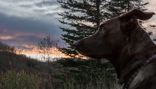 Close-up of dog on field against sky during sunset