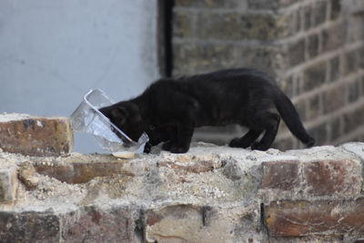 Black cat on wall