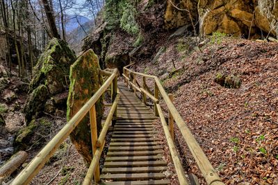 Low angle view of staircase amidst trees in forest