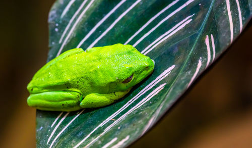 Close-up of green snake