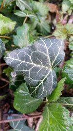 Close-up of leaves