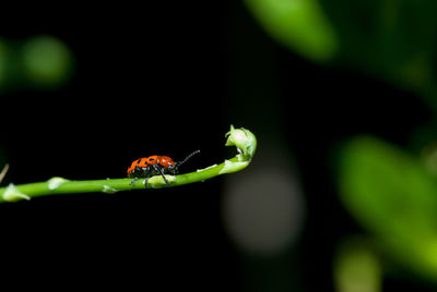 Close-up of ladybug on plant