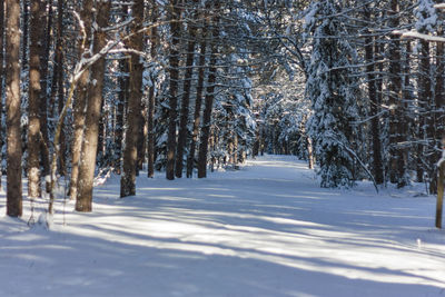 Snow covered trees in forest