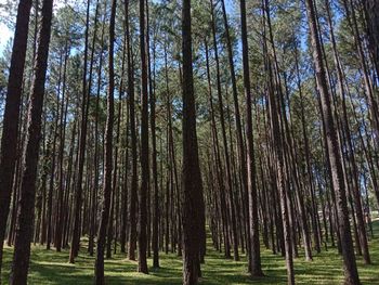 Low angle view of bamboo trees in forest