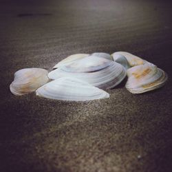 Close-up of seashells on table