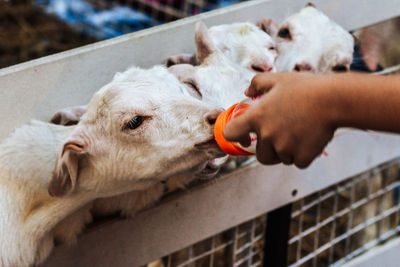 Full length of hand feeding