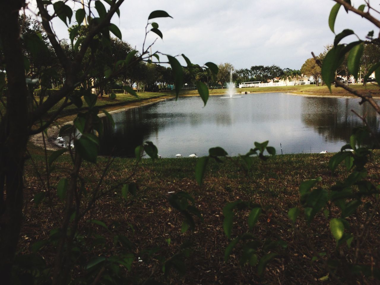 water, nature, lake, animals in the wild, tree, reflection, outdoors, animal themes, no people, bird, growth, beauty in nature, day, plant, scenics, sky