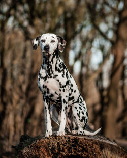 Close-up of a dog