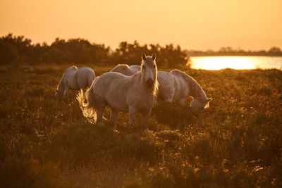 Horses grazing in a field