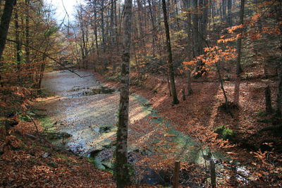 Stream flowing through forest