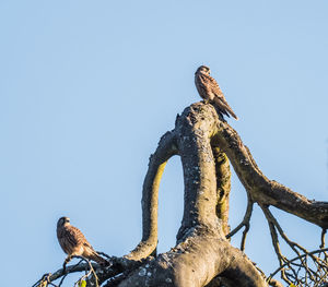 Low angle view of eagle perching on tree against sky