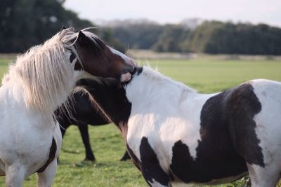 Close-up of horse on field