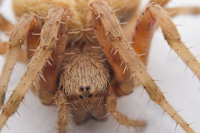 Close-up of spider